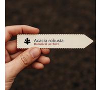 Acacia robusta SEEDS - - SEMI Acacia | Spina robusta