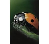 Academic diary 2025-2026 week to view, with Ladybird artwork by Sally Sturgess: September 25 to August 26. 108 pages and glossy hard back cover. ... for student, wildlife lover or ladybird lover