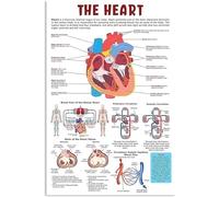 ACAssaCACA 1 cartello in metallo con anatomia del cuore, decorazione da parete, in alluminio, cardiologia, guida per lo studio, grafico a forma di cuore umano, poster per medico, ufficio, casa, studio