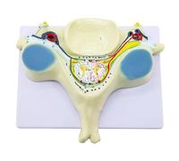 Accessori per la casa, Anatomia della Colonna vertebrale, Sezione Trasversale della Colonna vertebrale estesa, Modello della Quinta Vertebra cervicale ingrandit