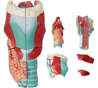 Accessori per la casa, Modello di Anatomia laringea Umana, Modello di Simulazione dell'articolazione laringea Umana ingrandito professionalmente, Anatomia Medic
