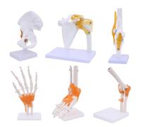Accessori per la casa, Modello di articolazione Umana, articolazione della Spalla, articolazione del Ginocchio, articolazione dell'anca, articolazione del gomit