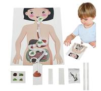 Accessorio per l'insegnamento dello stomaco umano, kit di esperimenti scientifici - Poster anatomico sicuro e resistente - Giocattolo educativo Insegnamento delle scienze Divertente ed educativo per