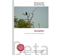 Accipiter: Bird of Prey, Falconiformes, Accipitrinae