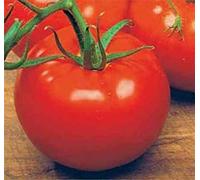 Ace 55 VF Tomato Seeds *15 Per Pack* Low Acid Variety * VigoroUS : Package Contains Seeds