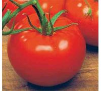 Ace 55 VF Tomato Seeds *15 Per Pack* Low Acid Variety * VIGOROUS: Package Contains Seeds