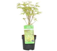 Acer palmatum 'Butterfly' - Acero giapponese - Arbusto - Rustico - Ø 10,5 cm - 25-30 cm