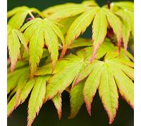 Acer palmatum "Sango Kaku" | Acero giapponese Pianta da giardino deciduo Arbusto in vaso