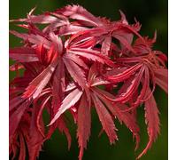 Acero rosso giapponese "Acer palmatum Jerre Schwartz" pianta in vaso 26 cm