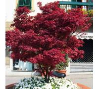 Acero rosso giapponese "Acero palmatum Fireglow" FG1 pianta in vaso ø26 h.150/200 cm Vivaio di Castelletto