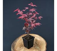Acero rosso giapponese "Acero palmatum Fireglow" FG1 pianta innestata in vaso 2 litri h 1 metro circa cm Vivaio di Castelletto