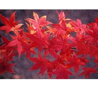 Acero rosso giapponese "Acero palmatum Momiji" pianta in vaso 1 litro h.1 metro e oltre Vivaio di Castelletto