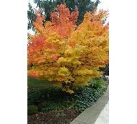 Acero rosso giapponese "Acero palmatum Sango Kaku" pianta in vaso ø18 cm h. 80/100 cm Vivaio di Castelletto