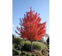 Acero Rosso Rubrum "Acero Rubrum" Acero Scarlatto pianta in vaso 1 litro h 100/120 cm Vivaio di Castelletto