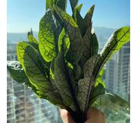 acetosa - antiche varietà di selvatiche sostenibili balcone 350semi