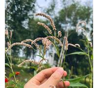 acetosa, giardino biologico vecchie varietà decorazioni esterni 200semi