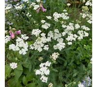 Achillea,balcone serra,giardino internopiantedagiardino resistenti Piantatappezzante resistente Aiuole rialzate per il 250semi