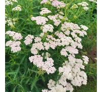 Achillea millefolium - milenrama perenni di resistente semi di selvaggio ufficio selvaggio estate tagliati primavera decorazione 400pcs