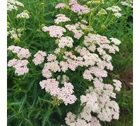 Achillea millefolium - milenrama resistenti semi di balcone, resistenti 400pcs