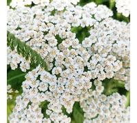 Achillea,piantedecorative amiche arredamento ufficio,lungo periodo di per un Copertura del terreno,decorazione da giardino 50semi