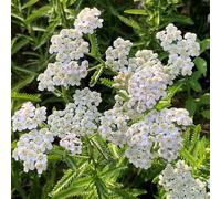 Achillea,Semi di resistenti,piantein vasopianteresistenti in vaso,to colorato Decorazione da giardino,molto amica e degli insetti.da giardino 50semi