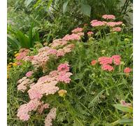 achillea semi di selvatici semi di achillea esotico per il giardino selvatiche giardino resistenti, come 300semi