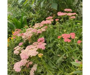 achillea semi di selvatici semi di achillea esotico per il giardino selvatiche giardino resistenti, come 300semi