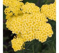 Achillea Sunny Seduction Piante da Giardino Pronte per Esterni Pianta Perenne in Vaso
