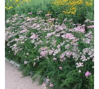 achillea tappezzante resistente semi di achillea balcone esotico per il giardino semi di come bomboniera balcone 225semi