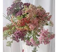 Achillea,to,decorazione da giardino vaso perpiante,a crescita arredamento ufficio,lungo periodo di per unpiantedagiardino resistenti 150semi