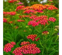 achillea - varietà antiche biologiche giardino esotiche interno 300semi