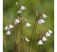 Acis autumnalis SEEDS - - SEMI Fiocco di neve autunnale | Narciso autunnale