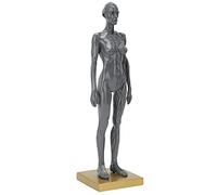 ACOGEDO 30 Cm Modello Anatomico Muscoloscheletrico Umano con Dettagli Squisiti Nella Resina per l'insegnamento e le Applicazioni Artistiche