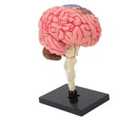 ACOGEDO Modello Cerebrale Strumento di Insegnamento della Struttura della Neuroanatomia | Modello Anatomico del Cervello Umano con Base per la Visualizzazione Educativa | Design Staccabile per