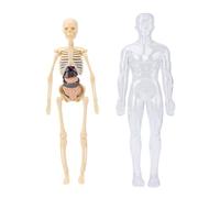 ACOGEDO Modello Interattivo per il Corpo Umano per Bambini-strumento di Studio di Anatomia e Fisiologia Realistica con Scheletro Bagliore-in-the-dark- per Studenti di Medicina e Scolarizzazione