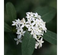 Acokanthera oppositifolia SEEDS - - SEMI Veleno del boscimano | Dolce d'inverno