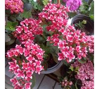 Aconiti invernali decorative decorative Aiule rialzate per il giardino decorazione del giardinosemi di decorazione del vaso per lungo periodo di un 100semi