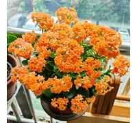 Aconiti invernali vaso persemi di decorazioni da giardino per esterni d'appartamento decorative giardino interno decorazione del decorazione del soggiorno amico 80semi