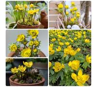 Aconito invernale acquistare semi, perenni Eranthis hyemalis, semi di aconiti invernali 350pcs