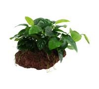 Acquario Pianta Anubias Barteri Var. Nana Su Pietra Lavica Tropica Nr.101 Yls
