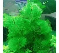 acquatiche decorazione giardino balcone tetti verdi interno semi di balcone rialzato letto resistenti 300pcs