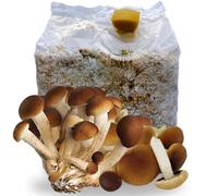 acquaverde | 1 Kit Coltivazione Funghi Pioppini, Agrocybe aegerita, Micelio selezionato di Prima Scelta, Facile Coltivazione, Balletta da 3 Kg