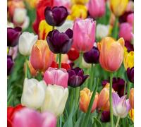 acquaverde | 10 Bulbi di Tulipano Triumph Mix, Tulipani di Prima scelta Olandesi, Fiori Multicolore Profumati per Giardino, Vaso, Fioriera e Aiuola