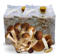 acquaverde | 2 Kit Coltivazione Funghi Pioppini, Agrocybe aegerita, Micelio selezionato di Prima Scelta, Facile Coltivazione, Ballette da 3 Kg