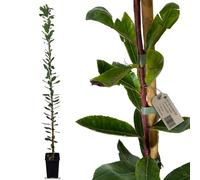 acquaverde | 2 Piante di Corbezzolo (Arbutus Unedo) 150 cm, Albero da Frutto Sempreverde, 1 Anno di Vita, Resistente al Freddo e alla Siccità, Facile da Coltivare, Ideale per Giardino, Vaso e Siepi