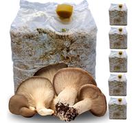 acquaverde | 5 Kit Coltivazione Funghi Cardoncelli, Pleutorus Eryngii, Fungo della Murgia Pugliese, Micelio selezionato di Prima Scelta, Ballette da 3 Kg