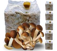 acquaverde | 5 Kit Coltivazione Funghi Pioppini, Agrocybe aegerita, Micelio selezionato di Prima Scelta, Facile Coltivazione, Ballette da 3 Kg