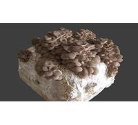 acquaverde Kit 4 Pezzi (2+2) Pani Fungo Substrato Pioppino e Cardoncello Facile Coltivazione da 5 lt Micelio Selezionato di Prima Scelta