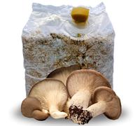 acquaverde | Kit Coltivazione Funghi Cardoncelli, Pleutorus Eryngii, Fungo della Murgia Pugliese, Micelio selezionato di Prima Scelta, Ballette da 3 Kg
