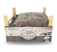 acquaverde | Kit Coltivazione Funghi Champignon o Prataiolo, Bianco, Micelio incubato e pronto alla coltivazione con Terriccio - Nuovo Packaging in Legno Riciclabile con Istruzioni, 7 - 8 kg